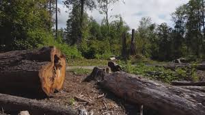 Best Leaf Removal  in Irrigon, OR